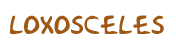Titolo pagina: Ragno Loxosceles