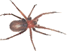 ragno gif
