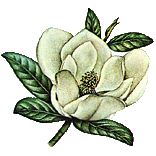 fiore di magnolia