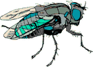 Mosca verde