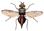 gif dittero mosca dell'ulivo
