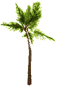 pianta di palma