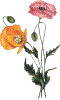 papavero gif