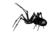 Ragno nero