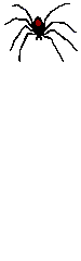 ragno