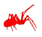 ragno rosso
