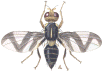 dittero gif dittero gif