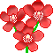 fiore adonis gif