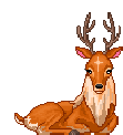 cervo