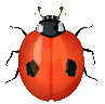 coccinella