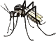zanzara