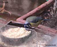 Cinciarella
