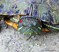 Tartaruga dalle orecchie rosse trachemys scripta elegans