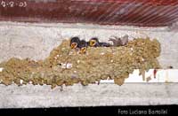 Pulcini di Balestruccio / rondine nel nido