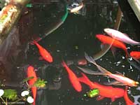 pesci rossi nella vasca nell'orto