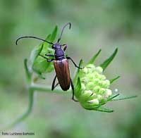 Anastrangalia sanguinolenta maschio