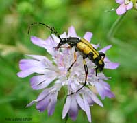 Cerambyce Rutpela maculata