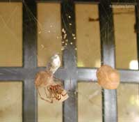 Achaearanea tepidariorum