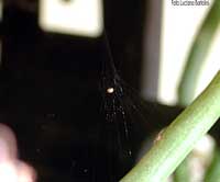 Piccolissimo theridiidae