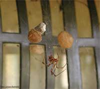 Achaearanea tepidariorum con cocoon