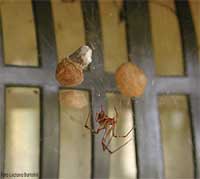 Achaearanea tepidariorum con due cocoon