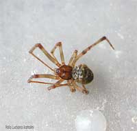 Achaearanea tepidariorum