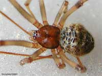 Achaearanea tepidariorum morto