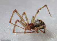 Achaearanea tepidariorum morto