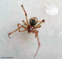 Achaearanea tepidariorum morto