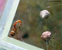 Achaearanea tepidariorum con due cocoon