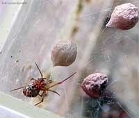 Achaearanea tepidariorum con tre cocoon