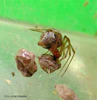 Theridiidae con cocoon