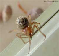 Theridiidae a confronto con uno spillo