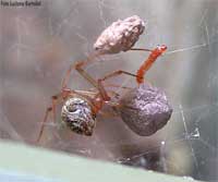 Achaearanea tepidariorum con 2 cocoon e una panattiera