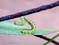 Bruco di Argidae sulle foglie di rosa