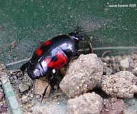 Histeridae