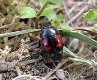 Histeridae