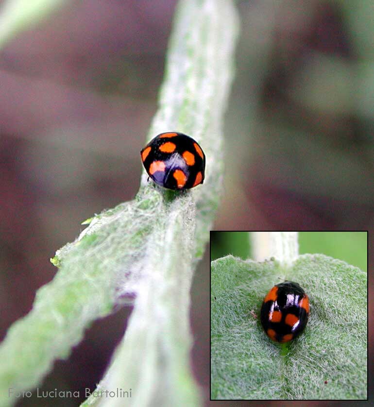coccinella arancione coccinella arancione