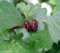 Cercopis vulnerata