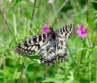 Zerynthia polyxena