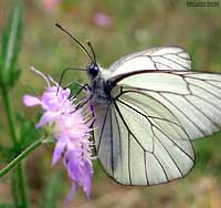 Aporia crataegi