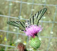 Farfalla Iphiclides podalirius -Podalirio-