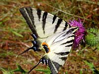 Farfalla Iphiclides podalirius -Podalirio-