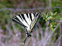 Farfalla Iphiclides podalirius -Podalirio-