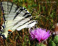 Papilionidi: Iphiclides podalirius -Podalirio-