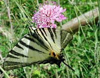 Farfalla Iphiclides podalirius -Podalirio-