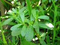 Portulaca