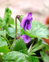 Viola mammola - Viola odorata