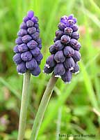 Fiore Muscari