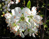 Fiori di susino